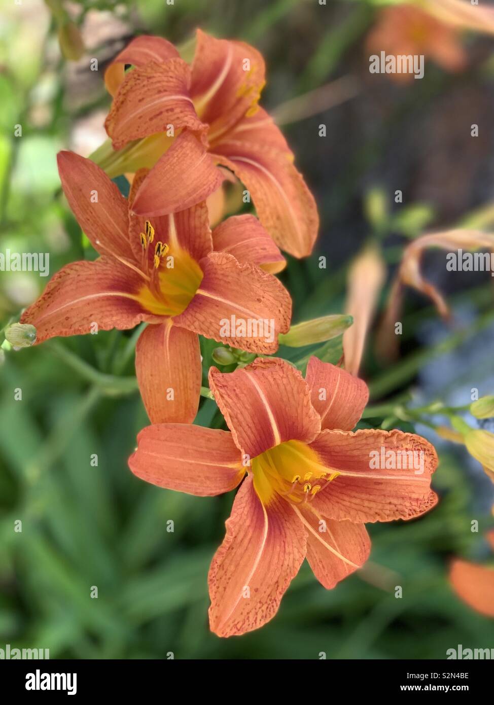 Orange Lilien in voller Blüte mit bokeh Hintergrund und grünen Pflanzen Stockfoto