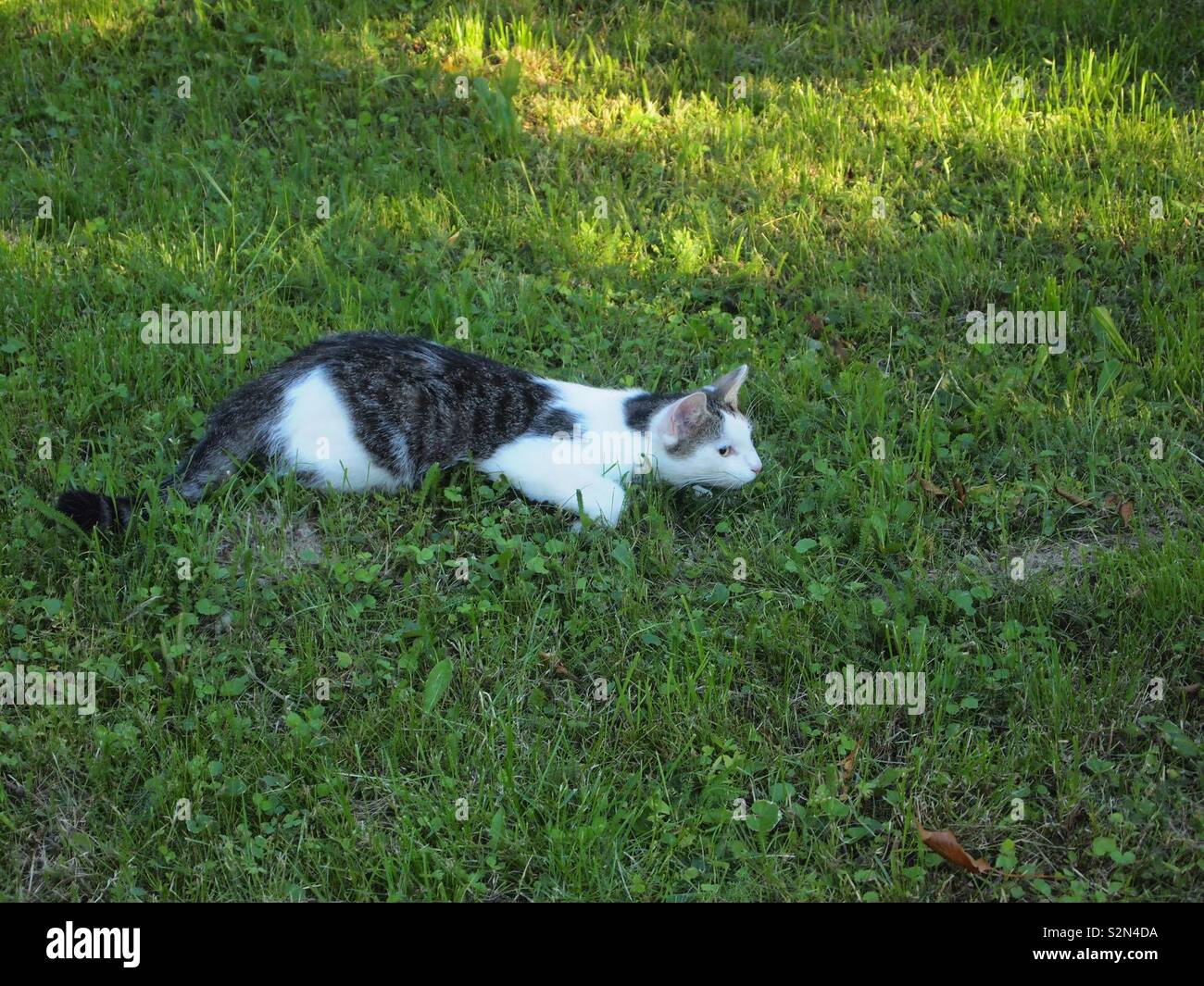 Black And White cat Stockfoto