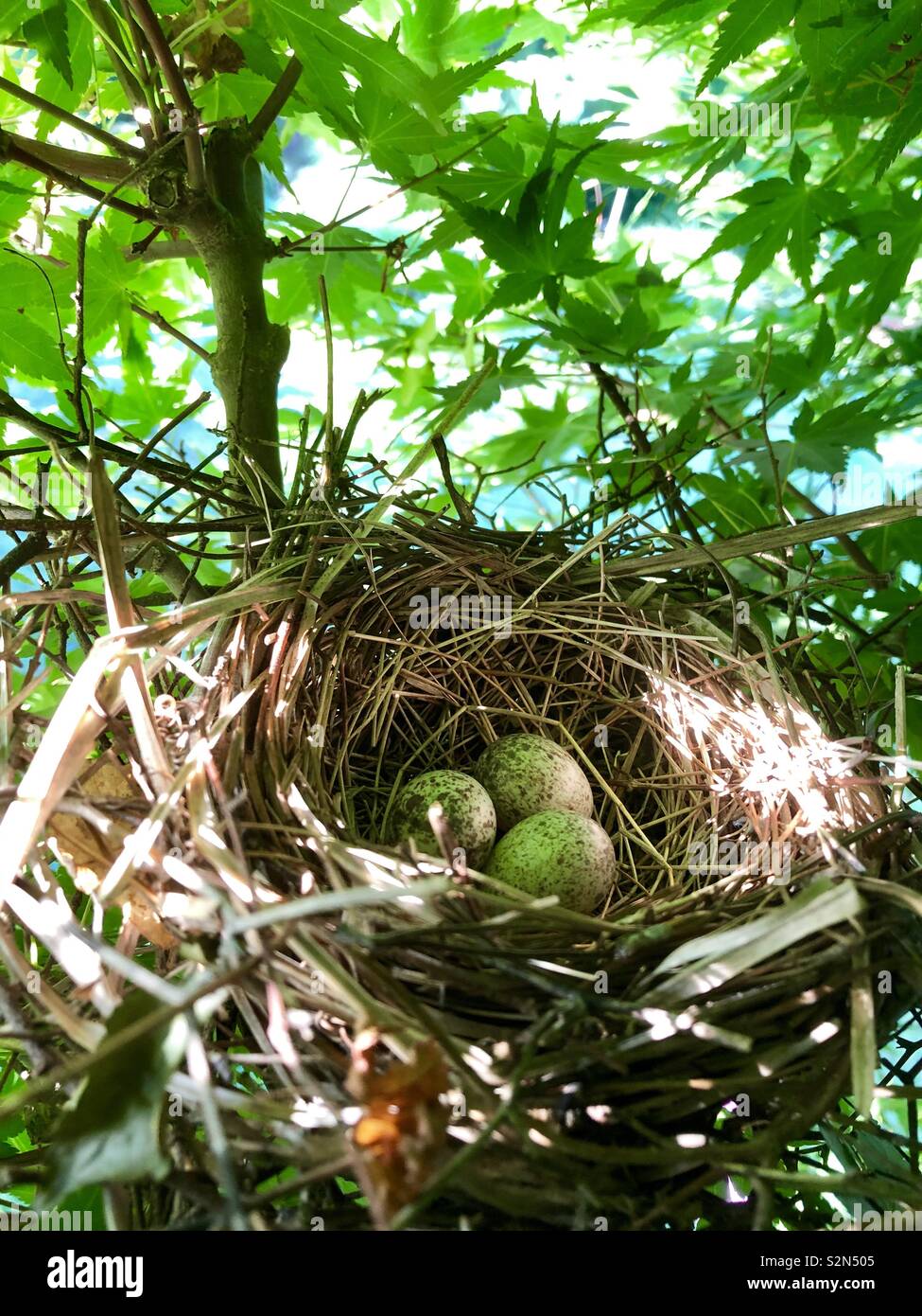 Von Cardinal Bird's Nest in Japanischer Ahorn Baum mit drei gesprenkelten Eiern Stockfoto