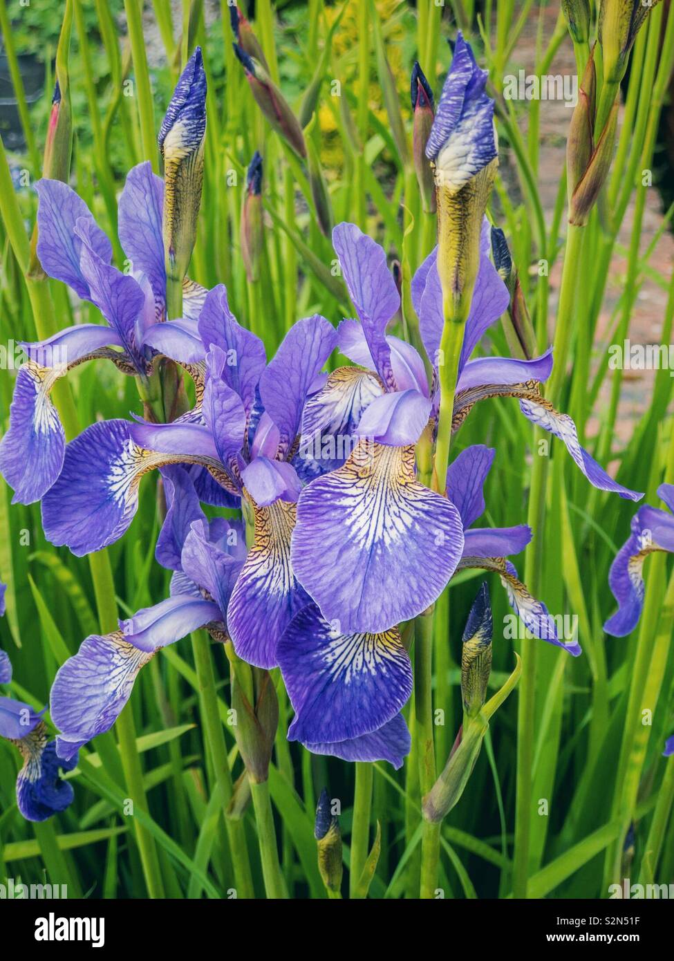 Blaue Blüten der Iris pumila im Frühjahr. Stockfoto