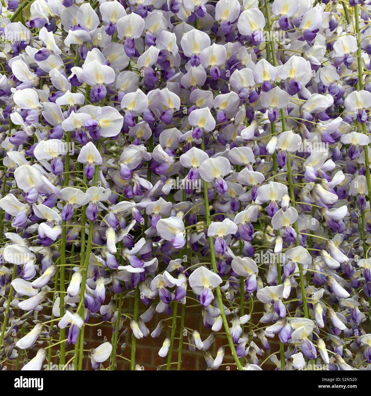 Glyzinien Blüten Stockfoto