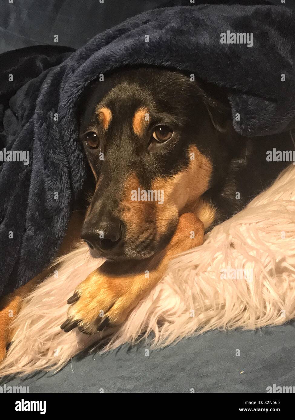 Cute Schwarz und tan Hund heraus spähen unter einer kuscheligen Decke. - Smartphone-aufgenommenes Stockfoto