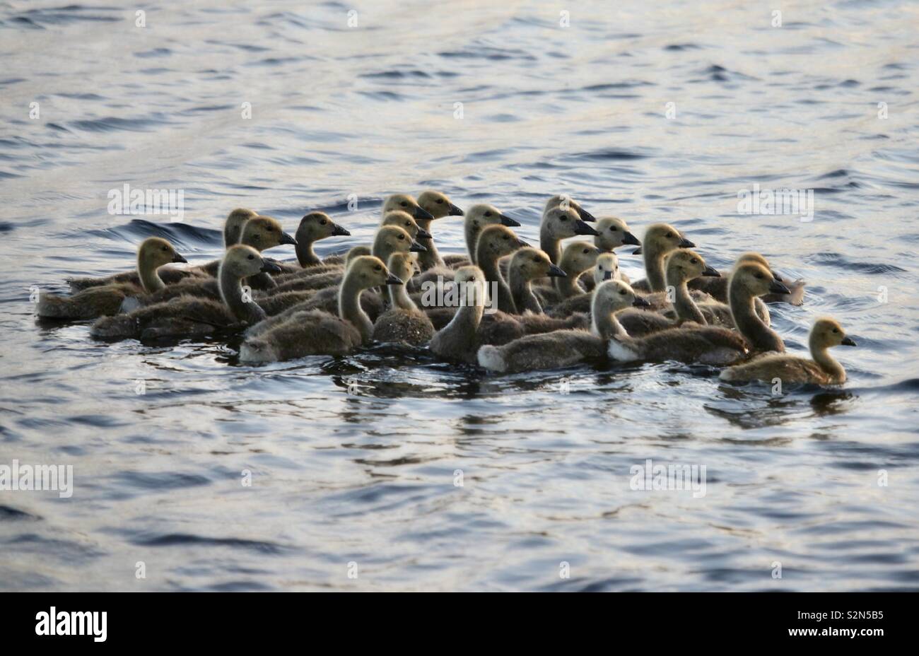 Grosse Familie der Gänschen Stockfoto