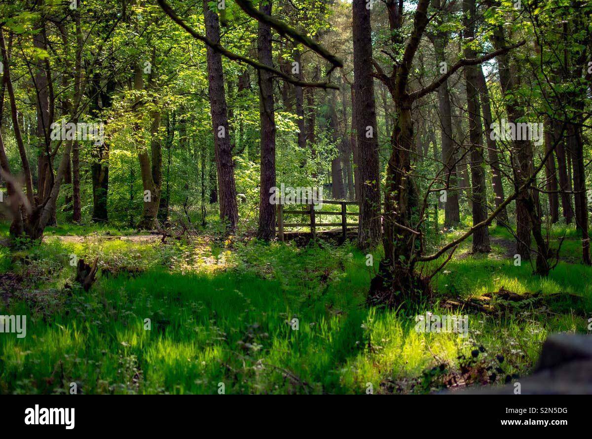 Natur Sonne strahlen Stockfoto