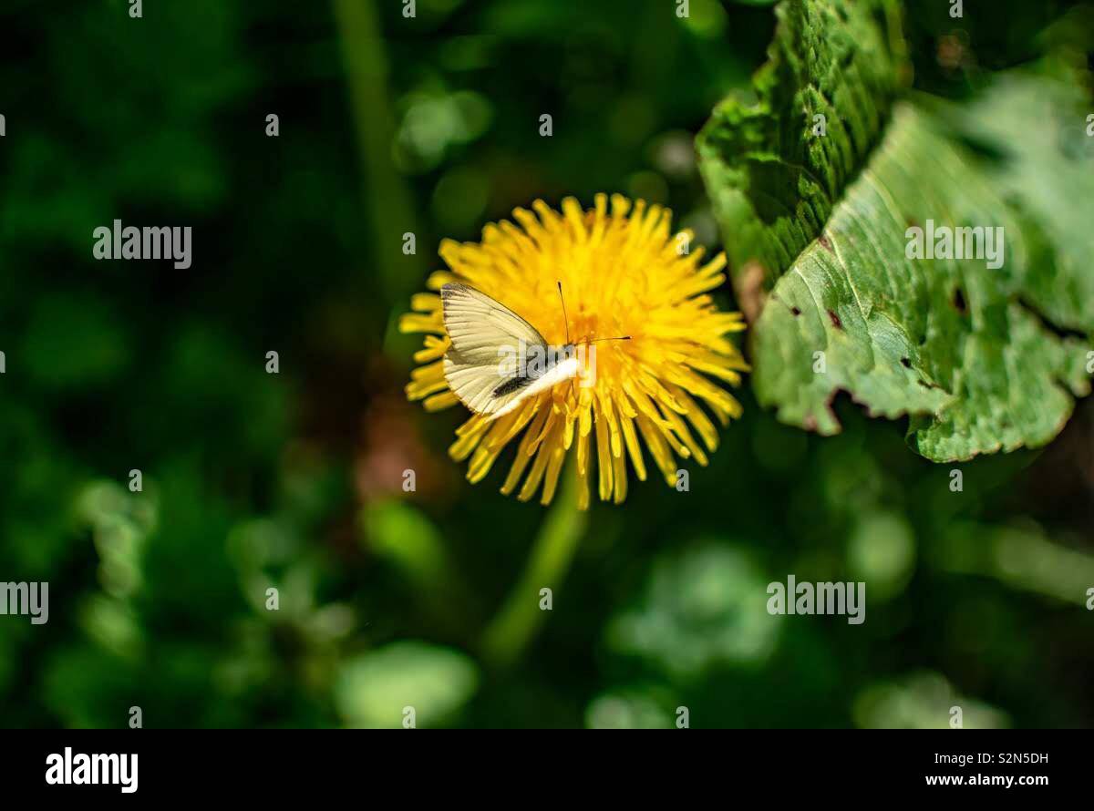 Schmetterlinge im Sommer Sonne Stockfoto