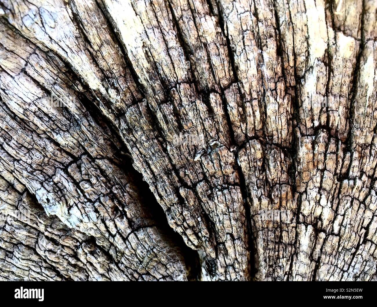 Baum-Holz - Smartphone-aufgenommenes Stockfoto
