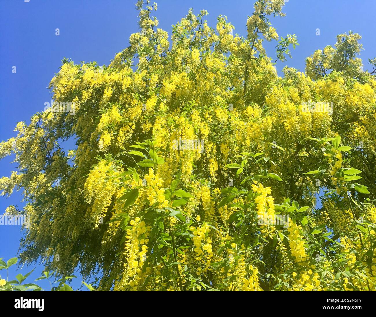 Gelb blühen Blumen auf Weeping Willow Tree Stockfoto