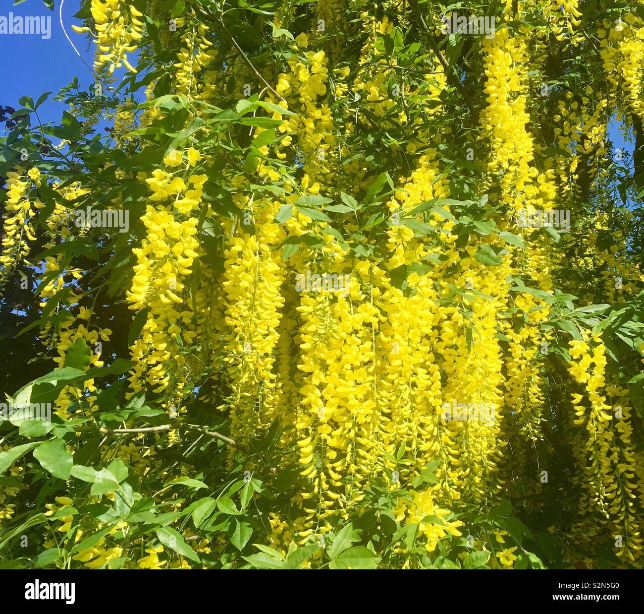 Weeping Willow Tree mit gelben Blüten Stockfoto