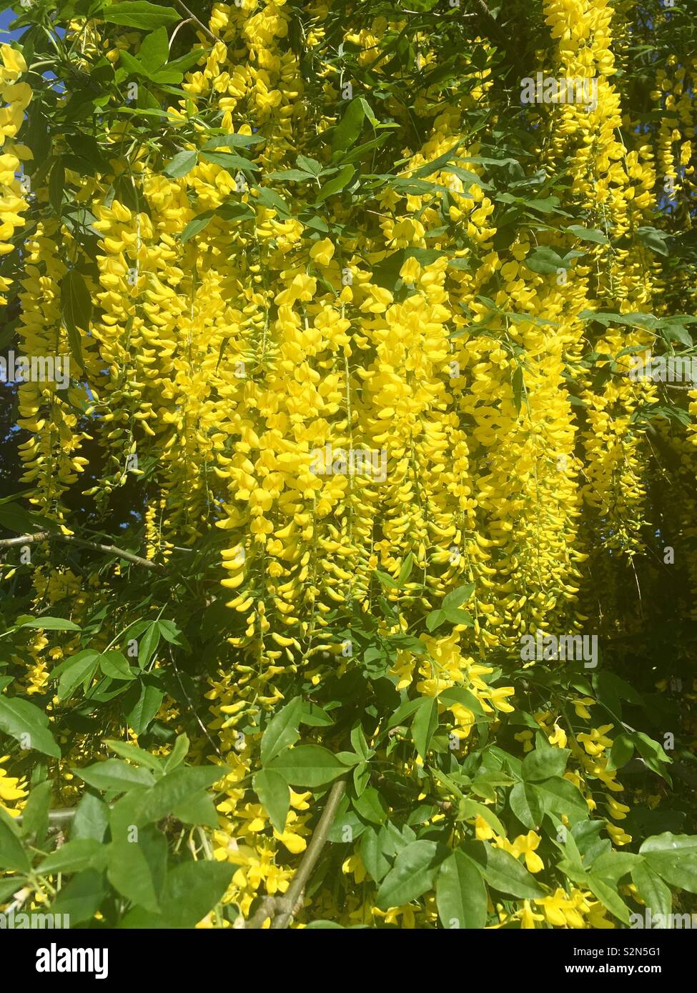 Weeping Willow Tree mit gelben Blüten Blumen Stockfoto