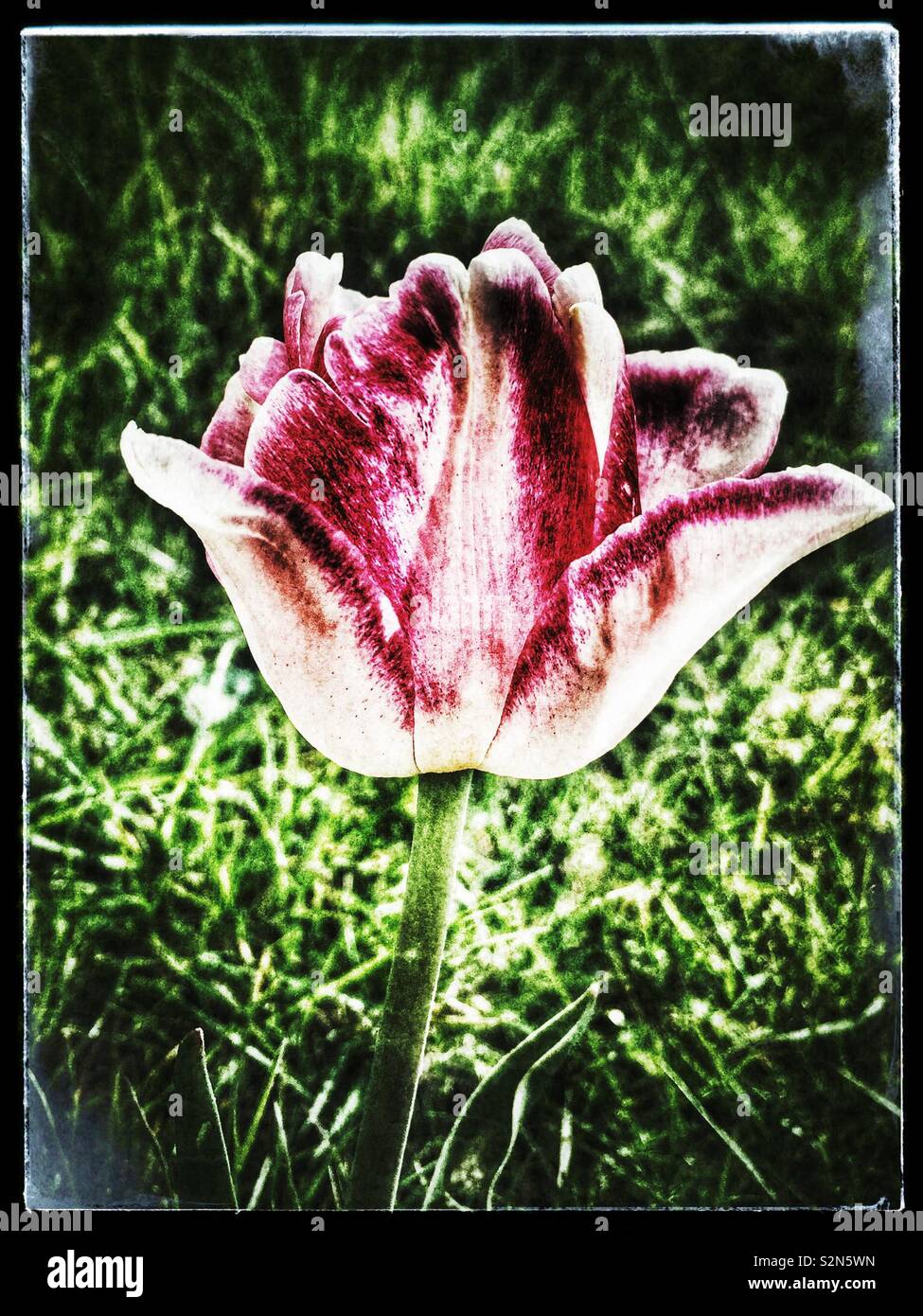 Grunge Filter der Frühling Tulpe. Stockfoto