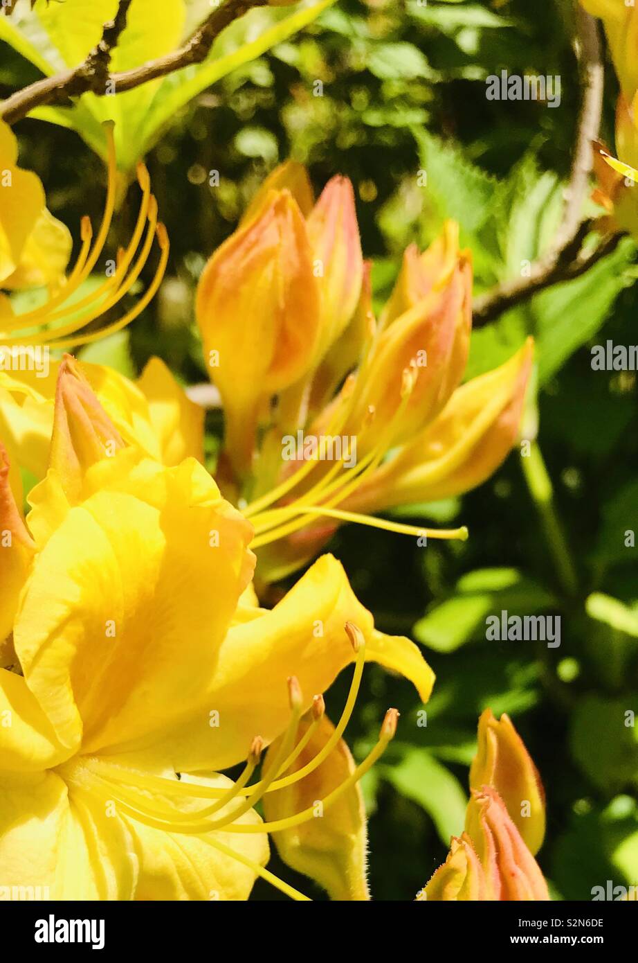 Rhododendron orange Blumen Stockfoto