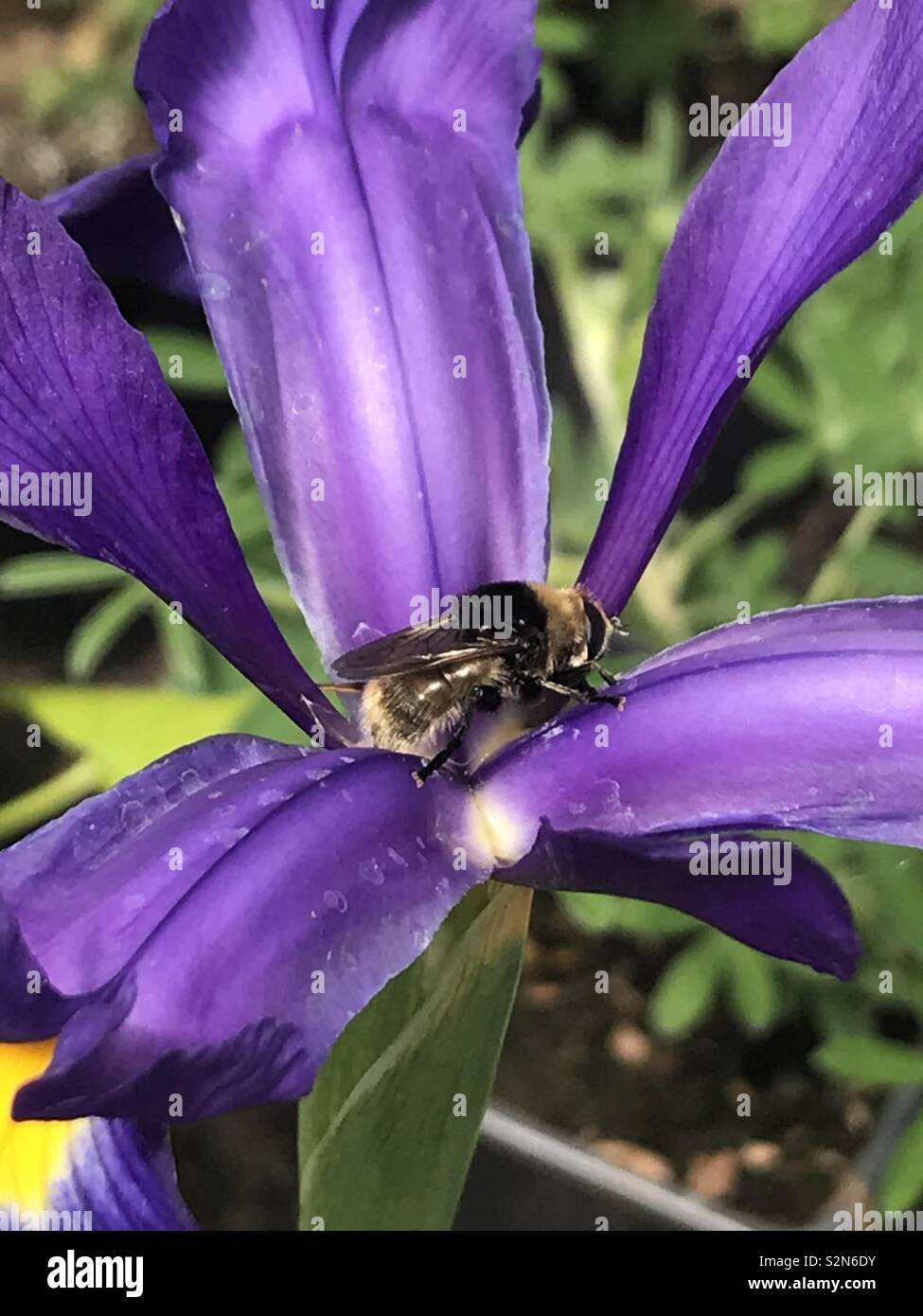 Biene auf Purple Iris Stockfoto
