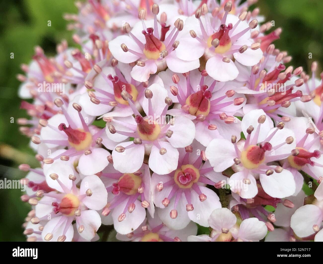 Indische Rhabarber Blume Stockfoto