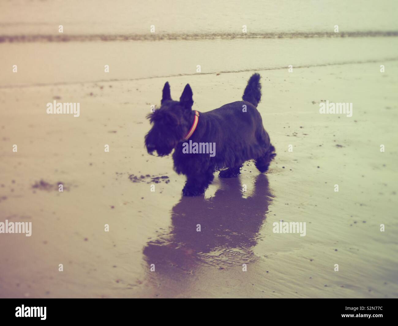 Schwarzer Scottie Hund am Strand. Stockfoto