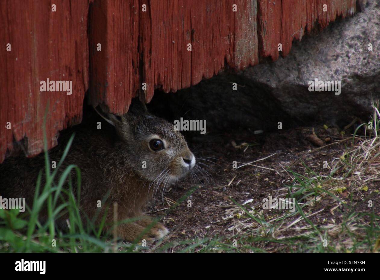 Europäische Hase auch als der Feldhase bekannt. - Smartphone-aufgenommenes Stockfoto