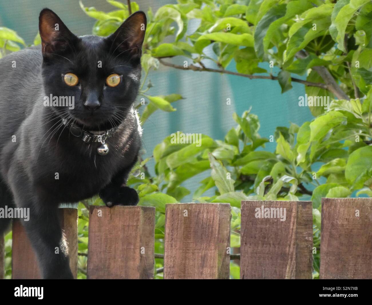 Katzenzaun Stockfotos und -bilder Kaufen - Alamy
