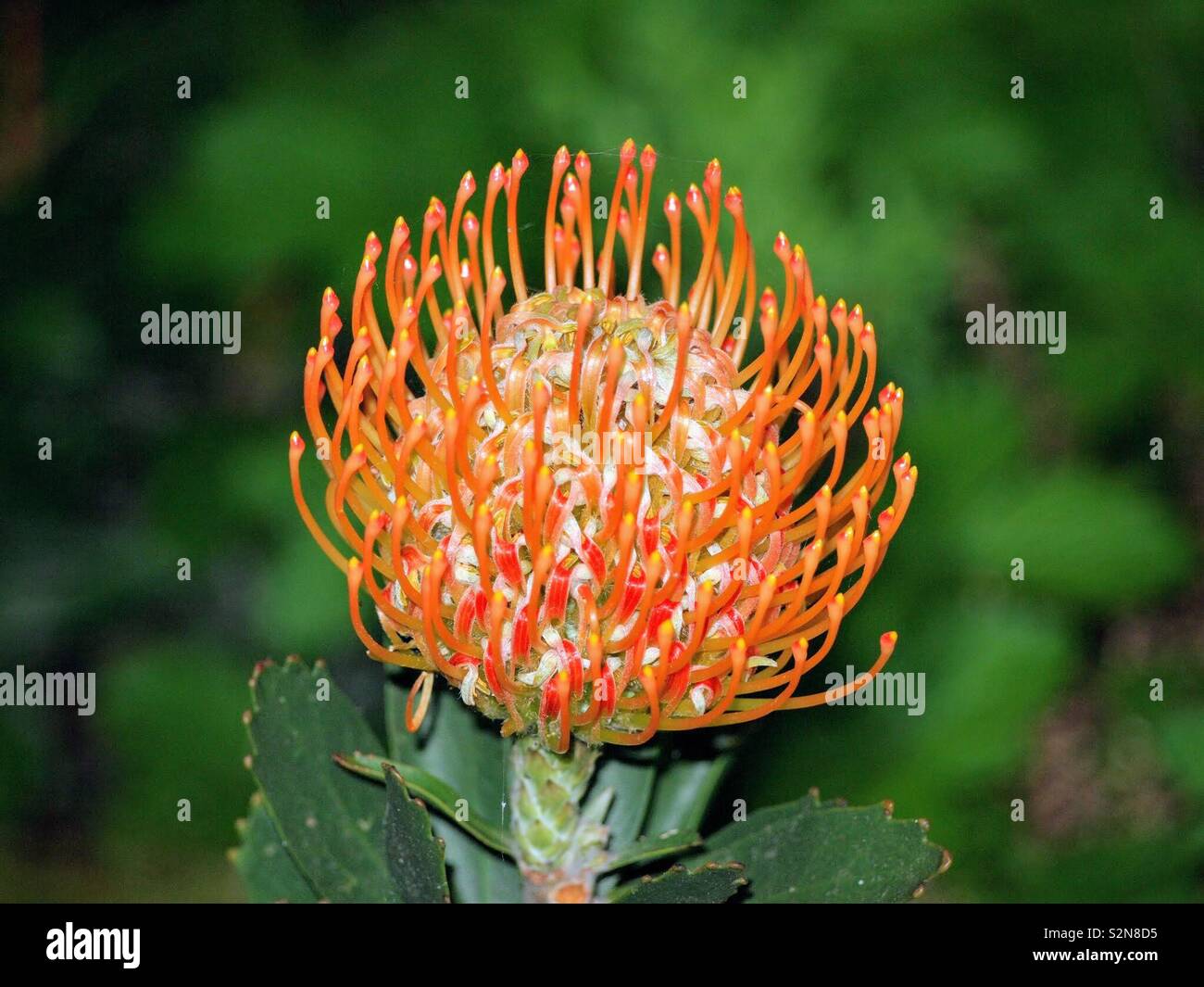 Protea Blume Stockfoto