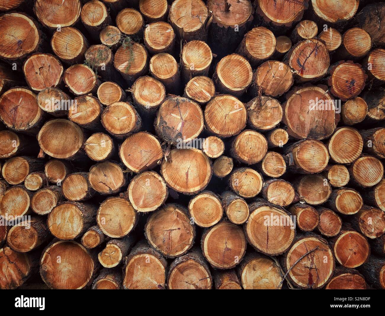 Kleben von Holz, Baumstämme Stockfoto