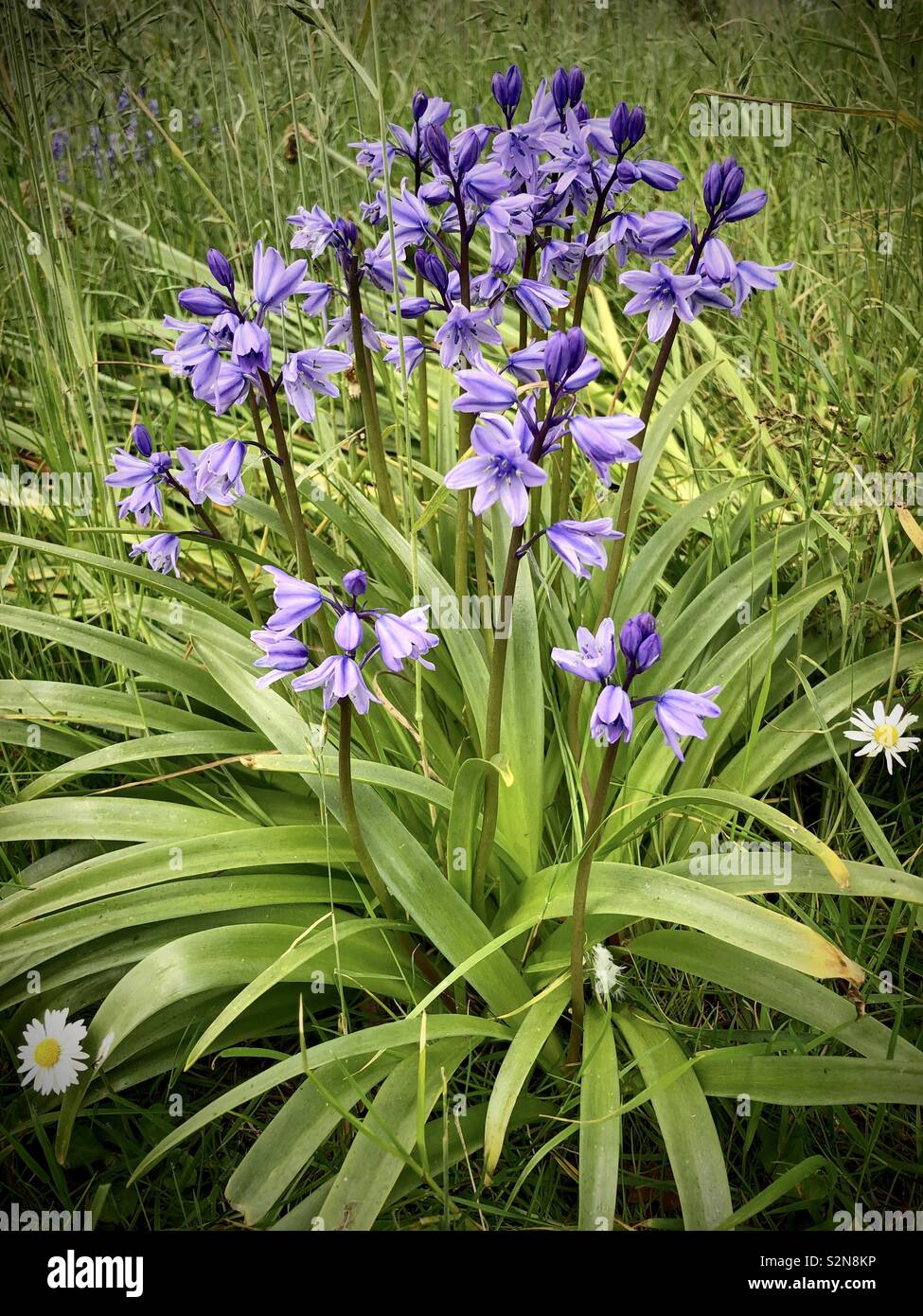 Hyacinthoides hispanica oder Spanisch Bluebell an einem schattigen Plätzchen wachsende Stockfoto