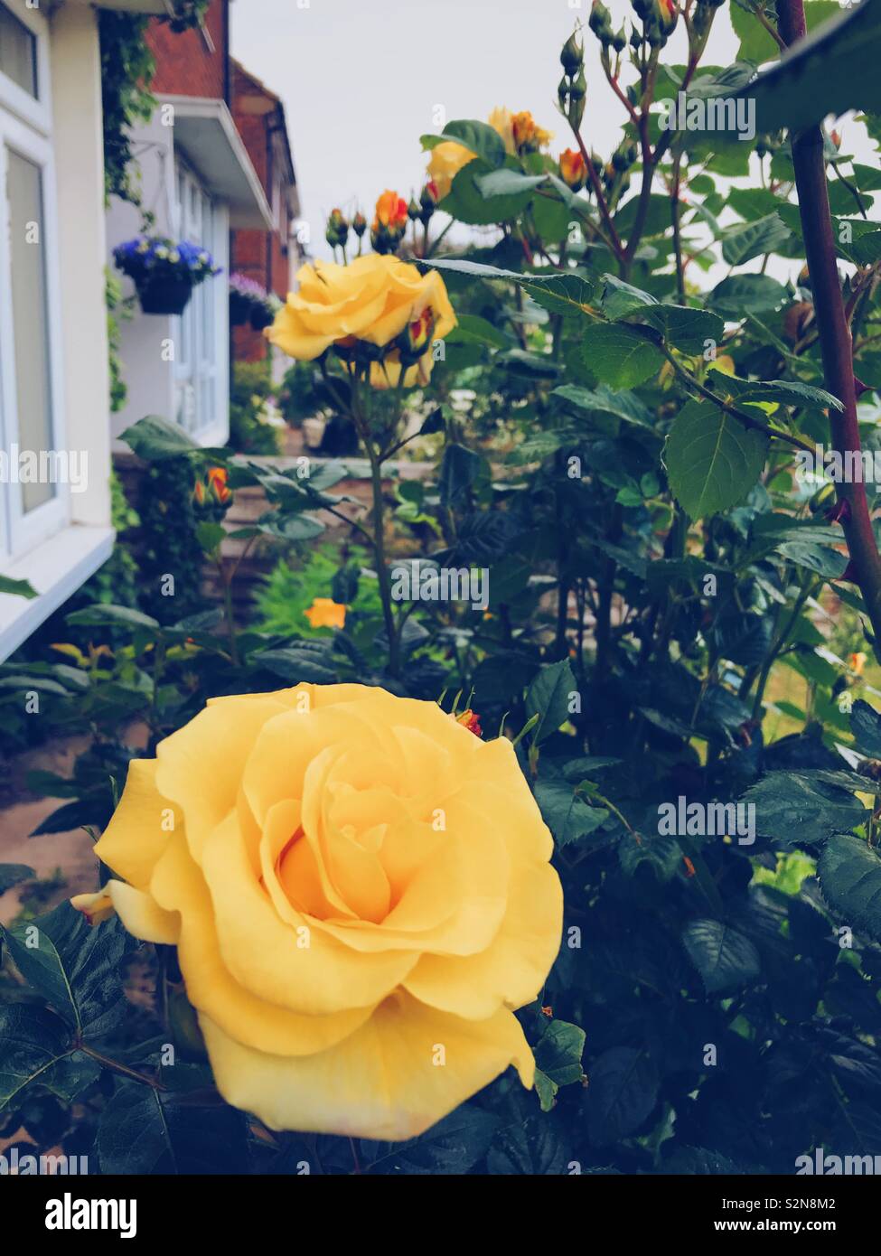 Gelbe rose Blumen in einem ruhigen Garten. - Smartphone-aufgenommenes Stockfoto