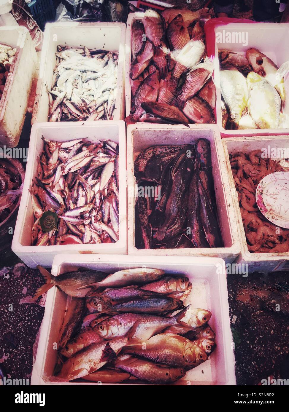 Fischmarkt beirut Libanon Naher Osten - Smartphone-aufgenommenes Stockfoto