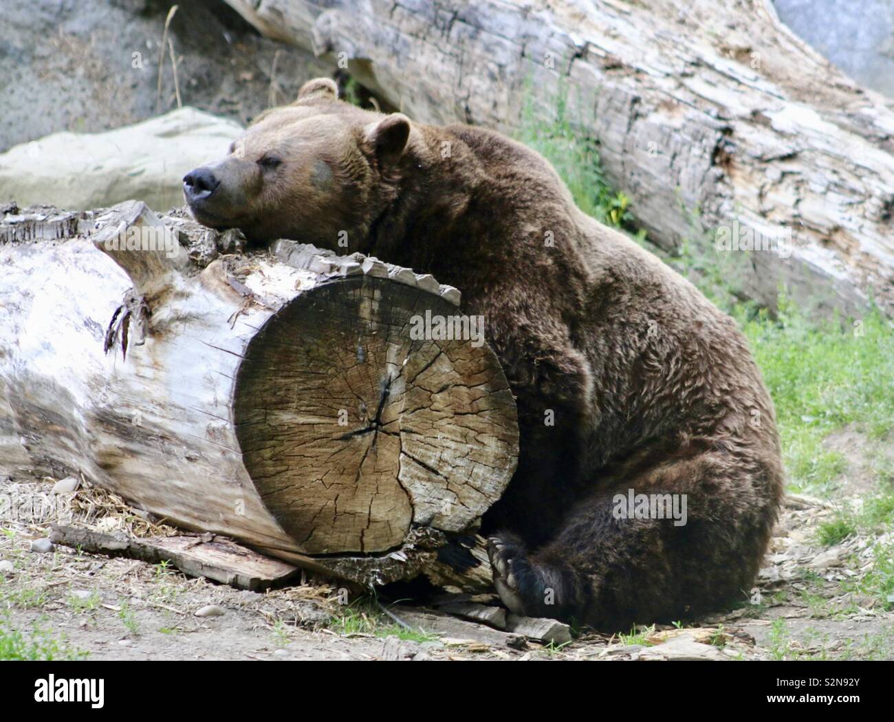 Grizzly ruht auf ein Protokoll auf der Calgary Zoo Stockfoto