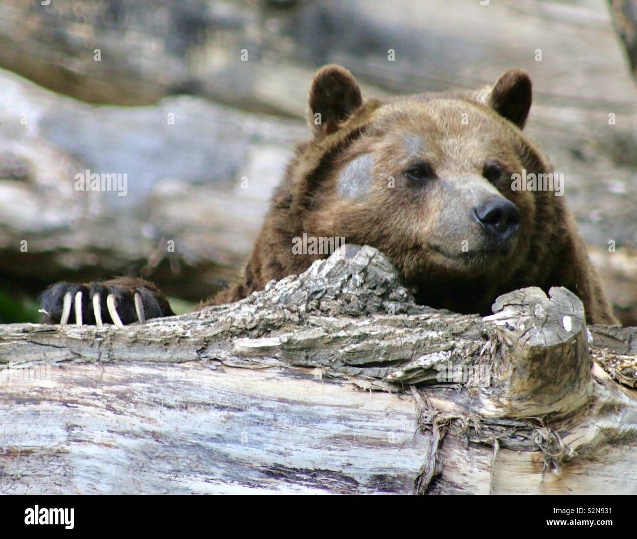 Grizzly Bär Kopf über ein Protokoll peaking Stockfoto