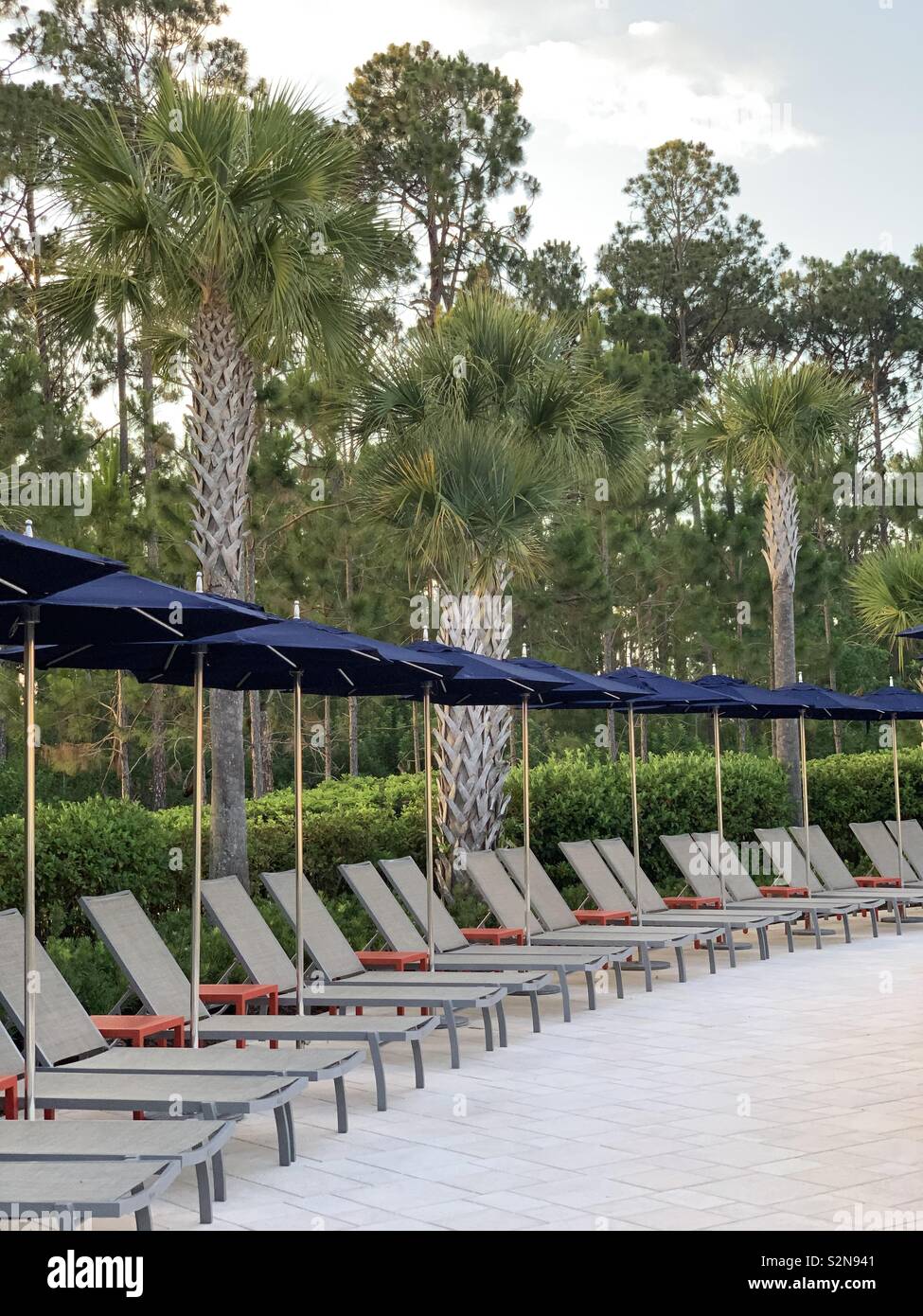 Reihe von Liegestühlen mit Sonnenschirmen und tropischen Pflanzen blau Stockfoto