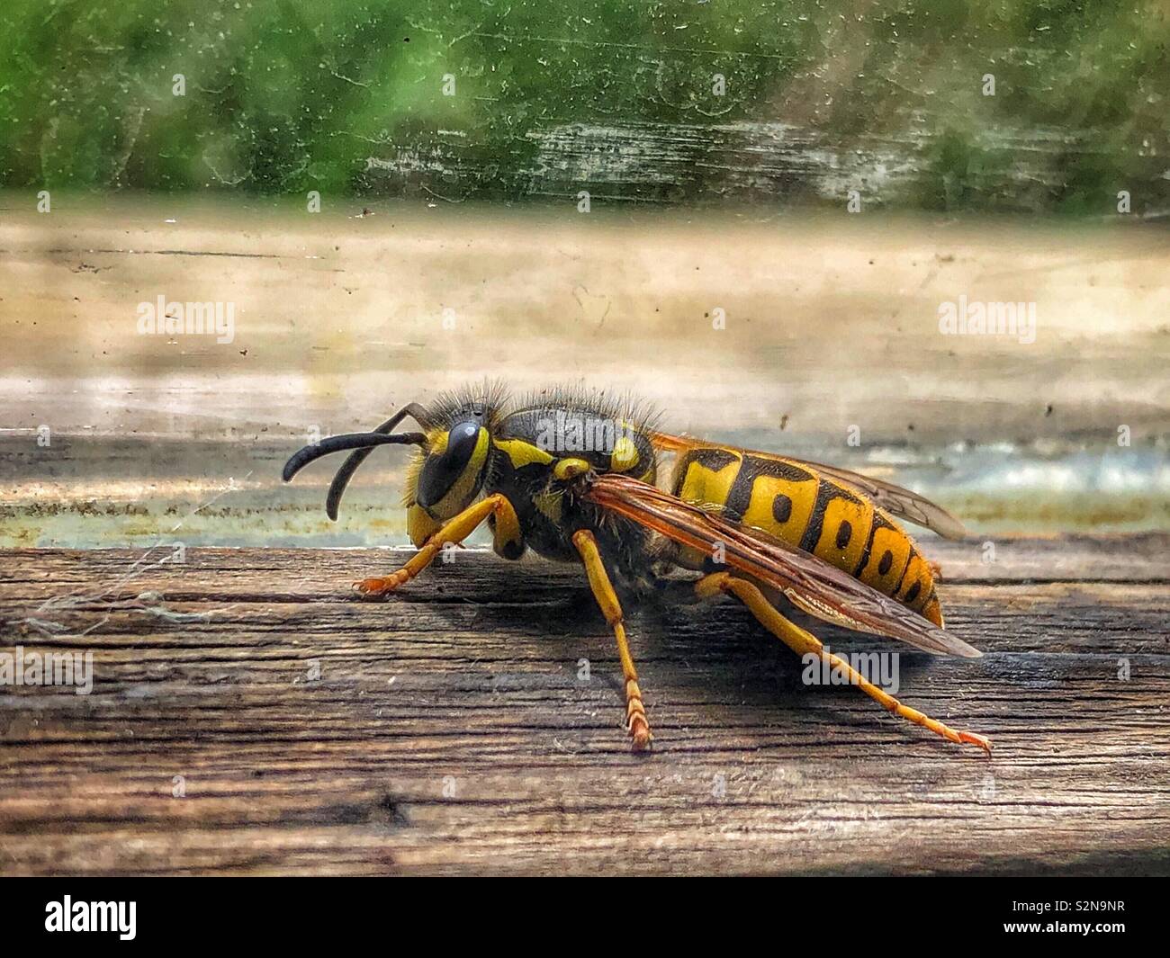 Wespe Seitenansicht - Smartphone-aufgenommenes Stockfoto