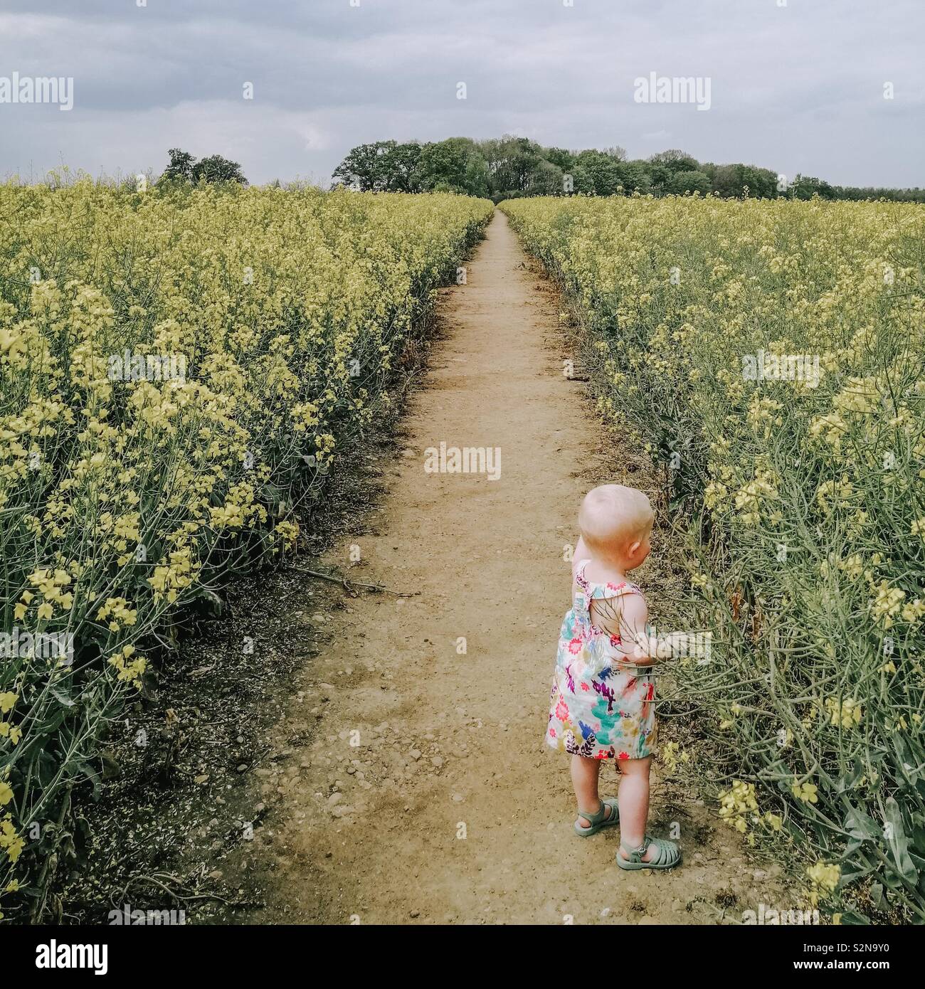 Kleinkind in einem gelben Feld Stockfoto