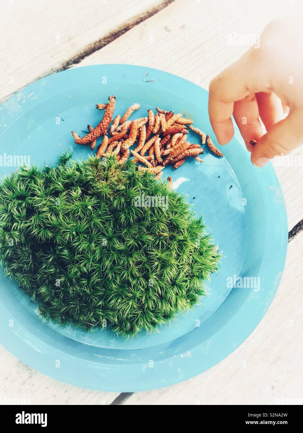 Kind Chef hand Beilagen Platte von Moos und Wald Entdeckungen in Schlamm Küche Stockfoto