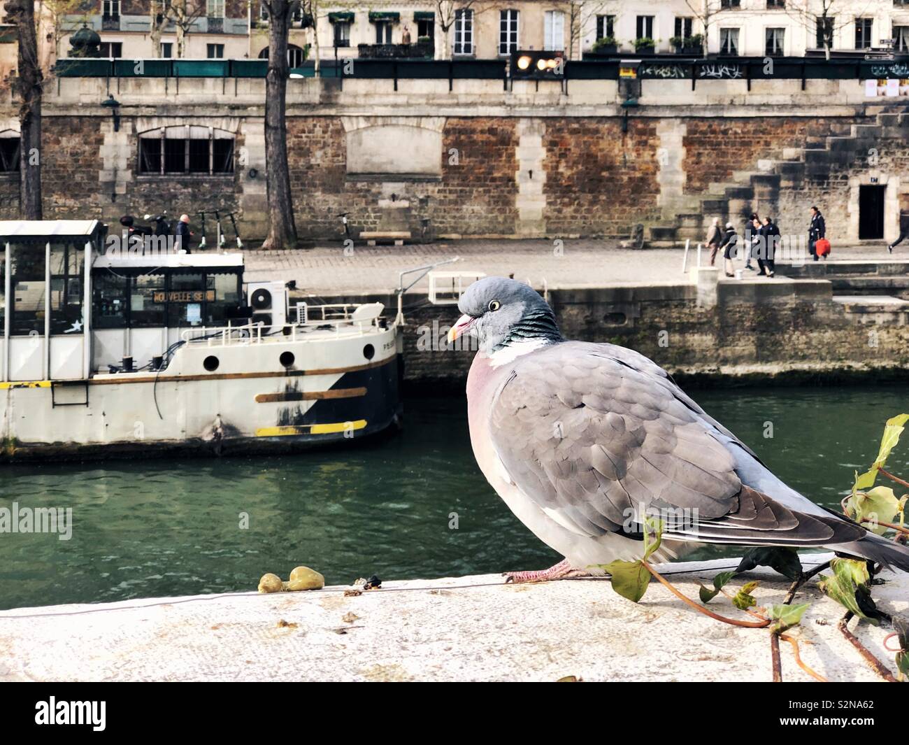 Pariser Taube sitzend auf Attika am Ufer der Seine. Stockfoto