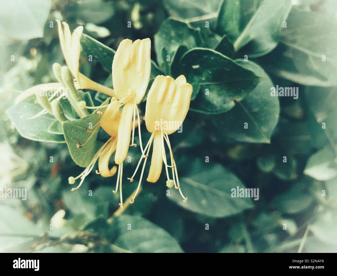 Gelbe geißblatt Blüten auf die Reben im Frühjahr Stockfoto