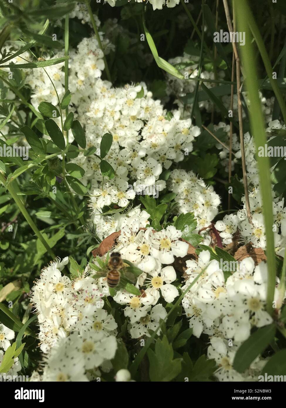 Biene auf weißen Blüten Stockfoto