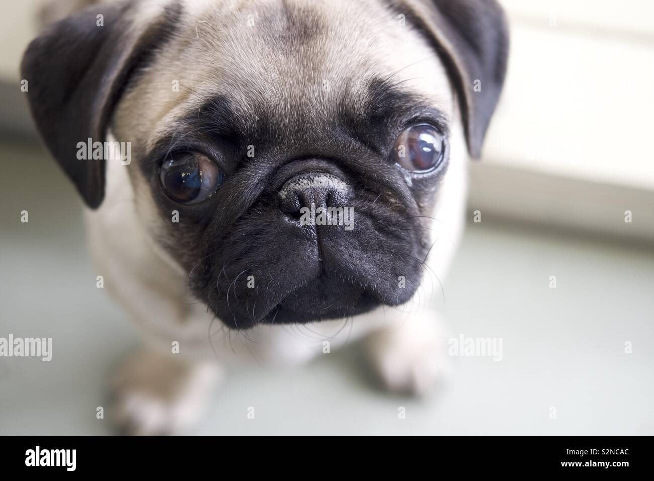 Adorable Nahaufnahme von Mops Welpen, neugierig Ausdruck liebenswerte Pet - Smartphone-aufgenommenes Stockfoto