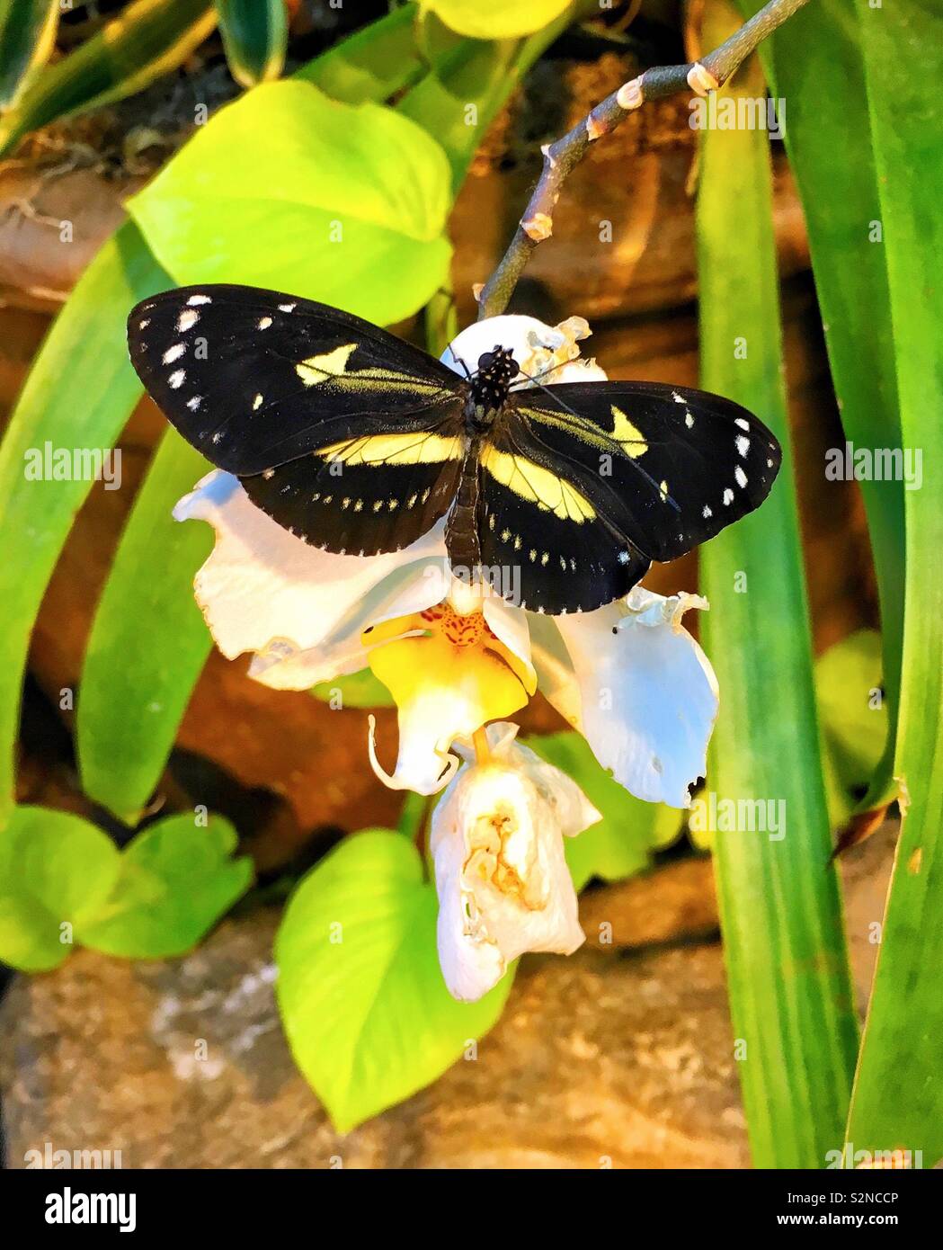 Schmetterling schwarz mit gelben Streifen und weiß gefleckte Flügel sitzt auf weiße Orchidee mit gelben Center - Smartphone-aufgenommenes Stockfoto