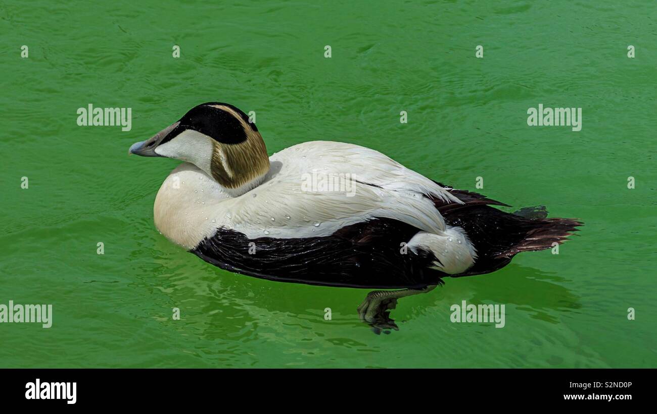 Eider Ente in der grünen Wasser Stockfoto