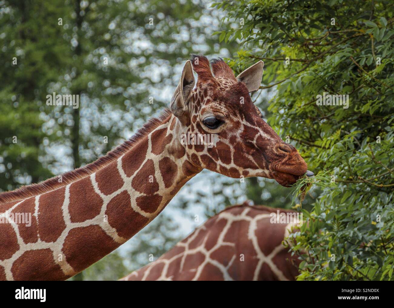 Giraffe füttern Stockfoto