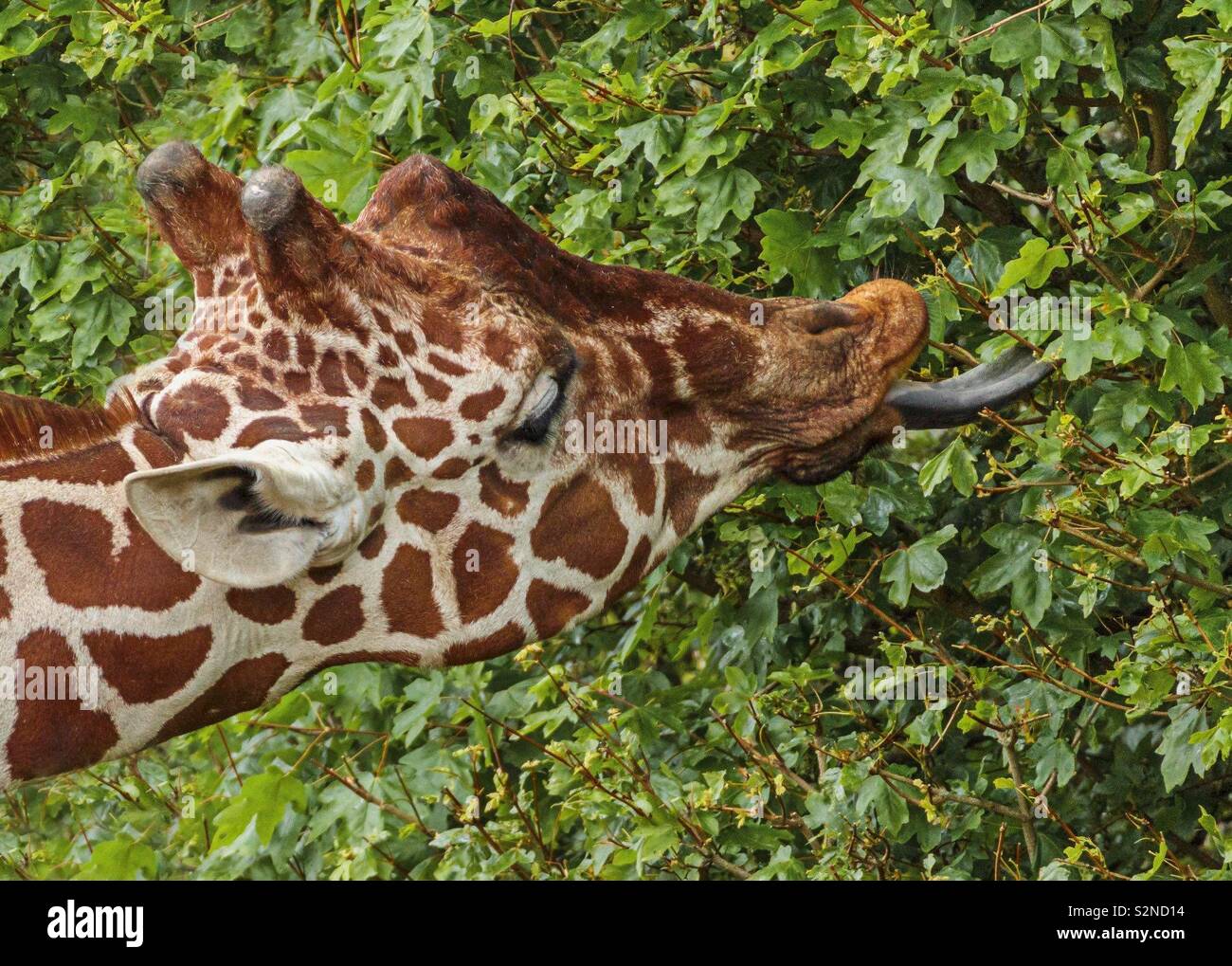 Giraffe essen Vegitation Stockfoto