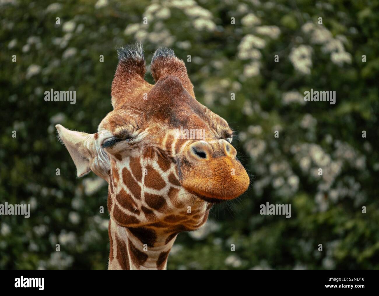 Happy Giraffe Stockfoto