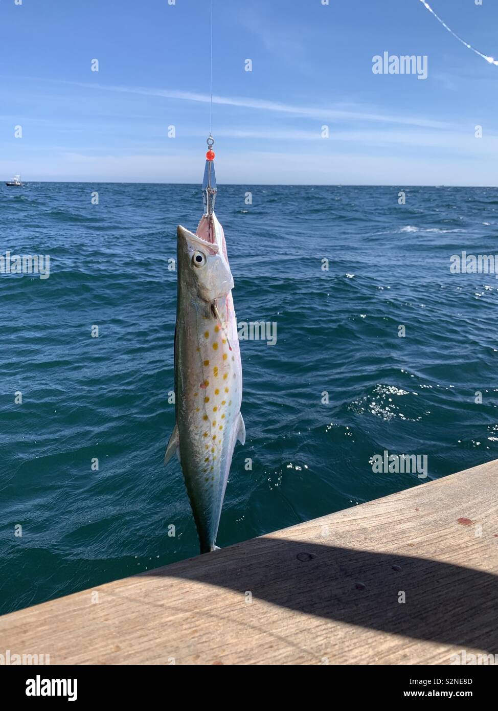 Fischen im Golf von Mexiko fangen Spanische Makrele Stockfoto