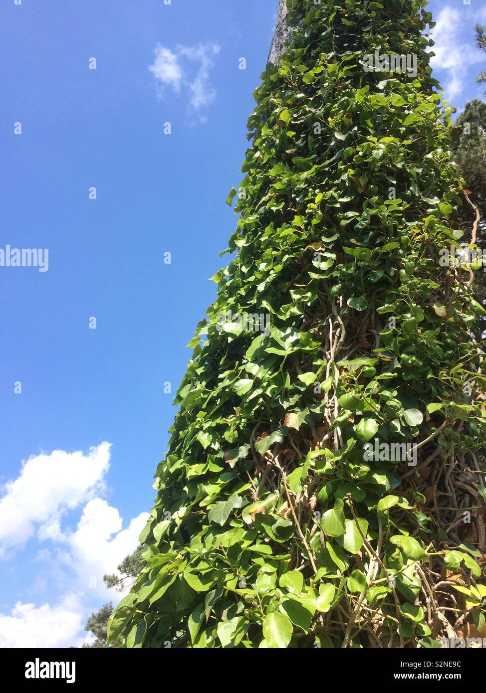 Grapevine Pflanze, die in den Kiefer in Lepe Strand gegen den blauen Himmel. - Smartphone-aufgenommenes Stockfoto