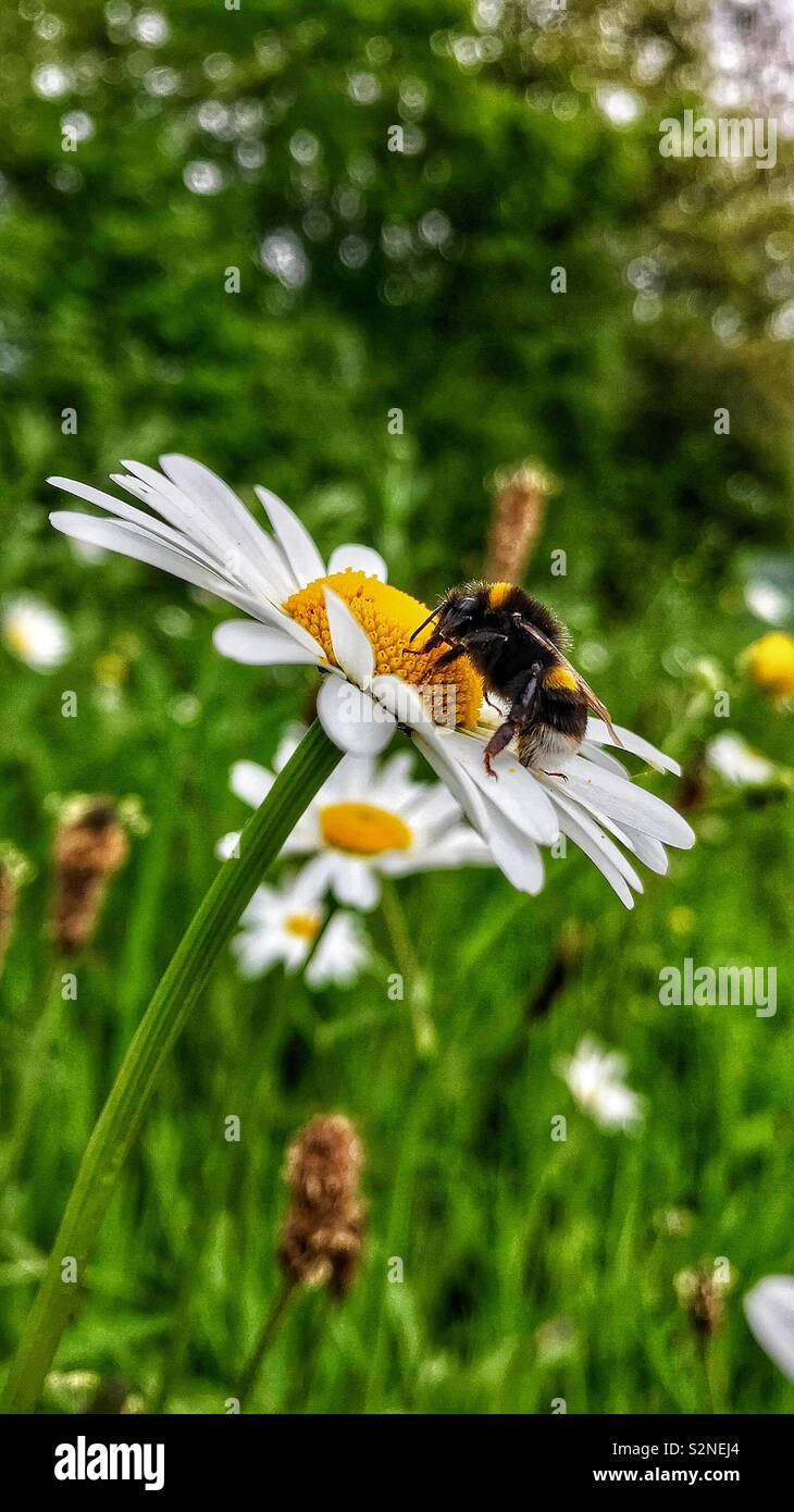 Bienen sammeln Nektar. März 2019. - Smartphone-aufgenommenes Stockfoto