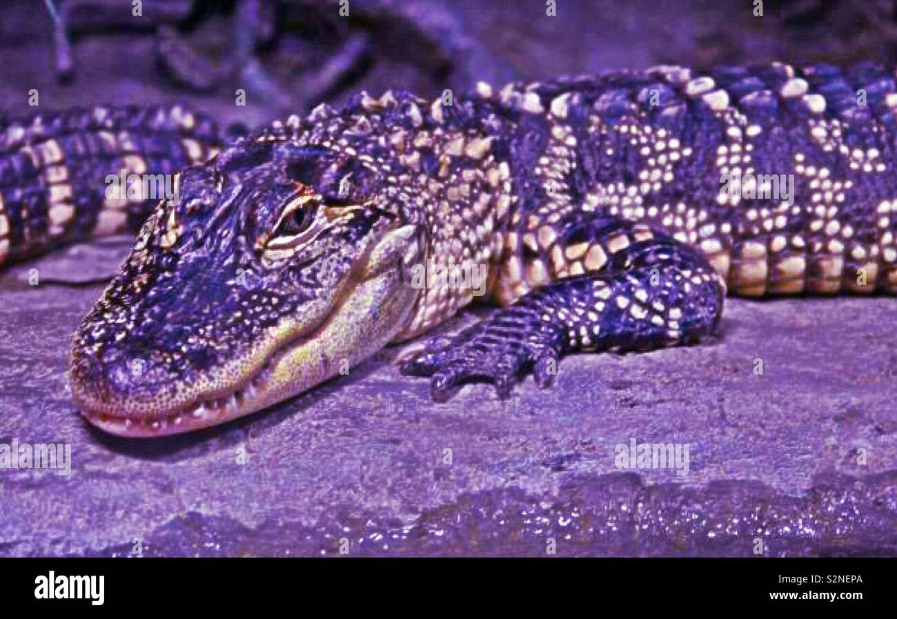 Jugendkriminalität, Süßwasser American alligator. Stockfoto