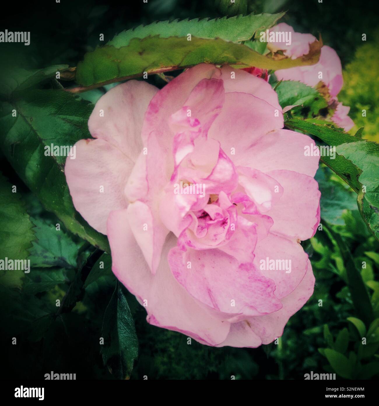 Altmodische rosa Rose. Stockfoto