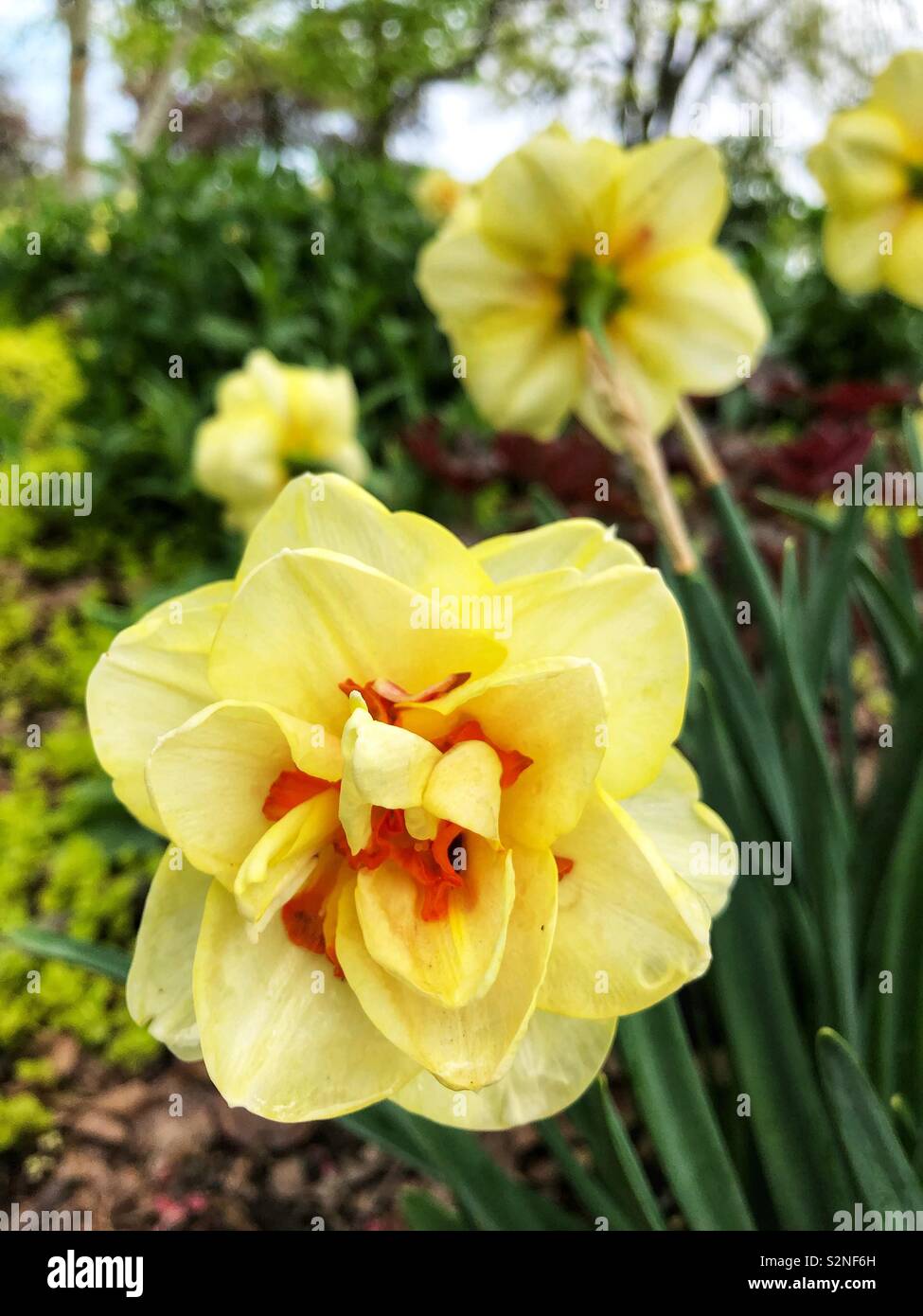 Gelb Frühling Blumen. Stockfoto