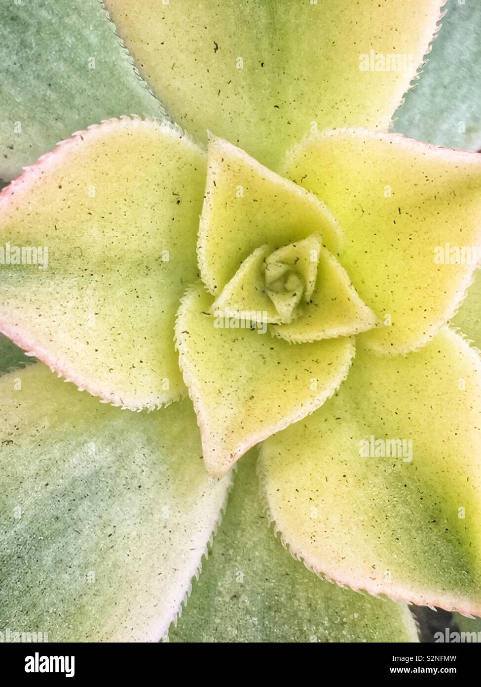 Full Frame Blick von oben auf einen gemeinsamen grünen saftigen Zimmerpflanze. Stockfoto