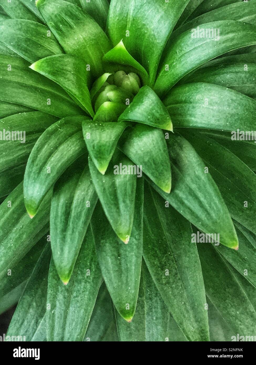 Full Frame Blick von oben auf einen gemeinsamen grünen saftigen Zimmerpflanze. Stockfoto