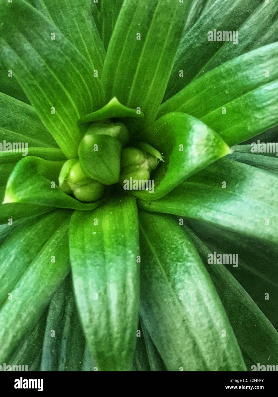 Full Frame Blick von oben auf einen gemeinsamen grünen saftigen Zimmerpflanze. Stockfoto