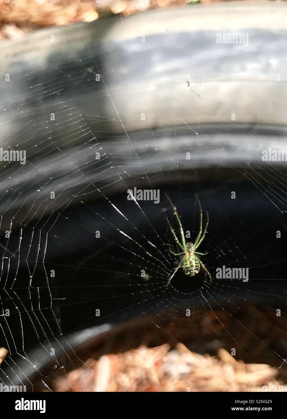 Green Spider in Nord-carolina (Möglicherweise ein Orb Weaver) mit Web in alten Reifen gewebt - Smartphone-aufgenommenes Stockfoto